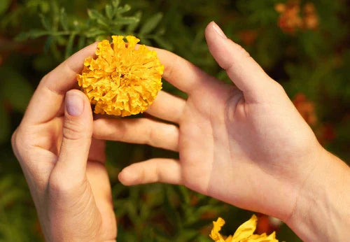 Aksamitka wzniesiona – z ogródka do domowej apteczki