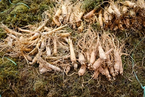 Żeń-szeń – właściwości zdrowotne i przeciwwskazania