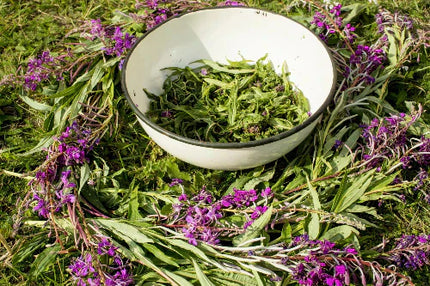 Szałwia lekarska (salvia officinalis) – działanie, właściwości i skutki stosowania