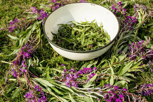 Szałwia lekarska (salvia officinalis) – działanie, właściwości i skutki stosowania