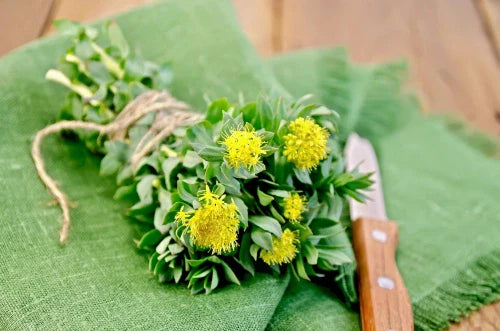 Rhodiola rosea, czyli różeniec górski – właściwości i zastosowanie