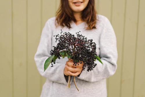 Czarny bez – właściwości lecznicze na poprawę Twojej odporności i nie tylko!