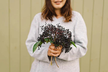 Czarny bez – właściwości lecznicze na poprawę Twojej odporności i nie tylko!